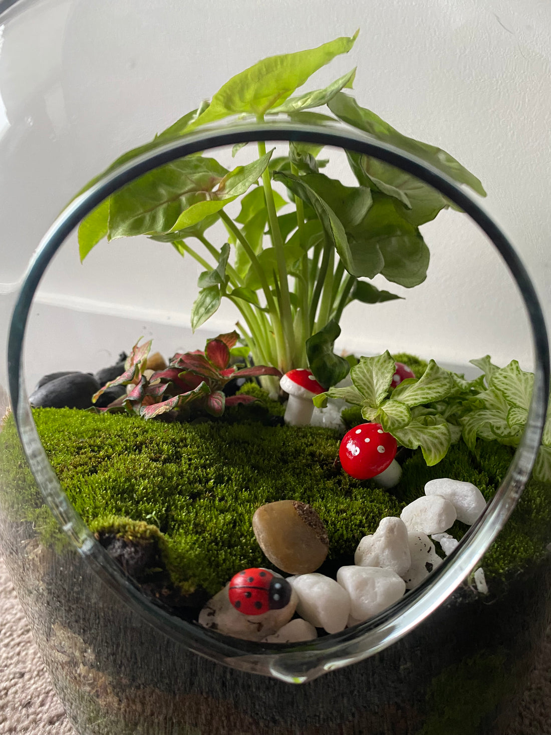 How To Take Care of Your Terrarium
